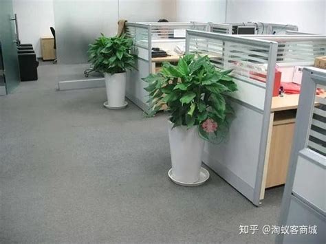 1987年屬什麼 办公室放什么植物好